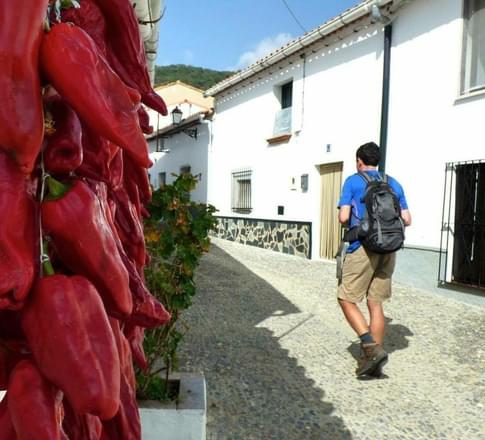 Passing peppers in the hills of Aracena