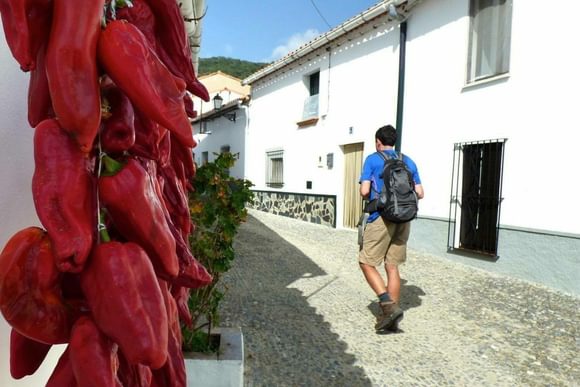 Passing peppers in the hills of Aracena