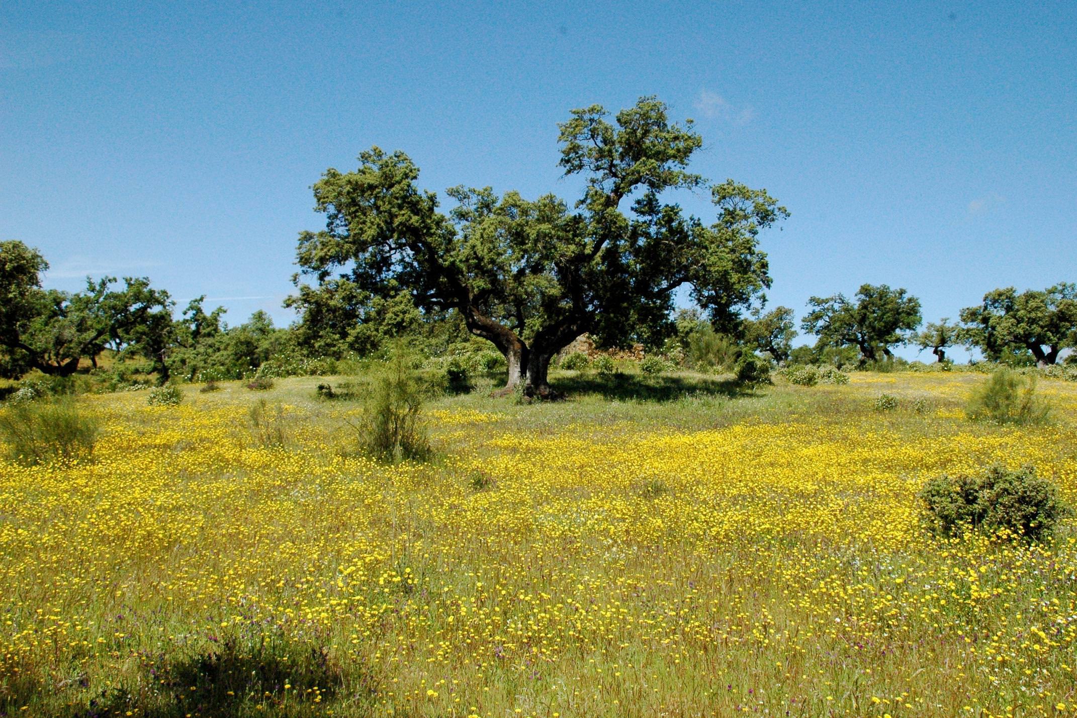 Spain andalucia aracena yellow flower filled dehesa