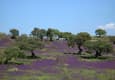 Spain andalucia blossomed fields dehesa