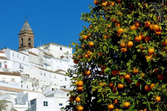 orange trees white village andalucia