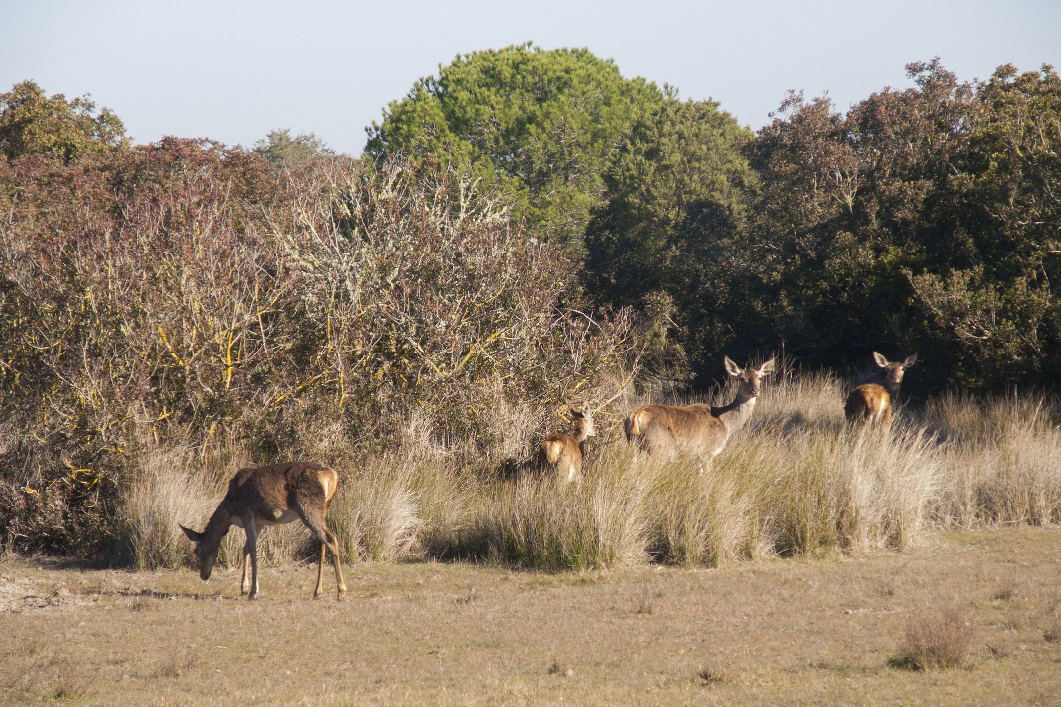 Spain andalucia doñana deer females