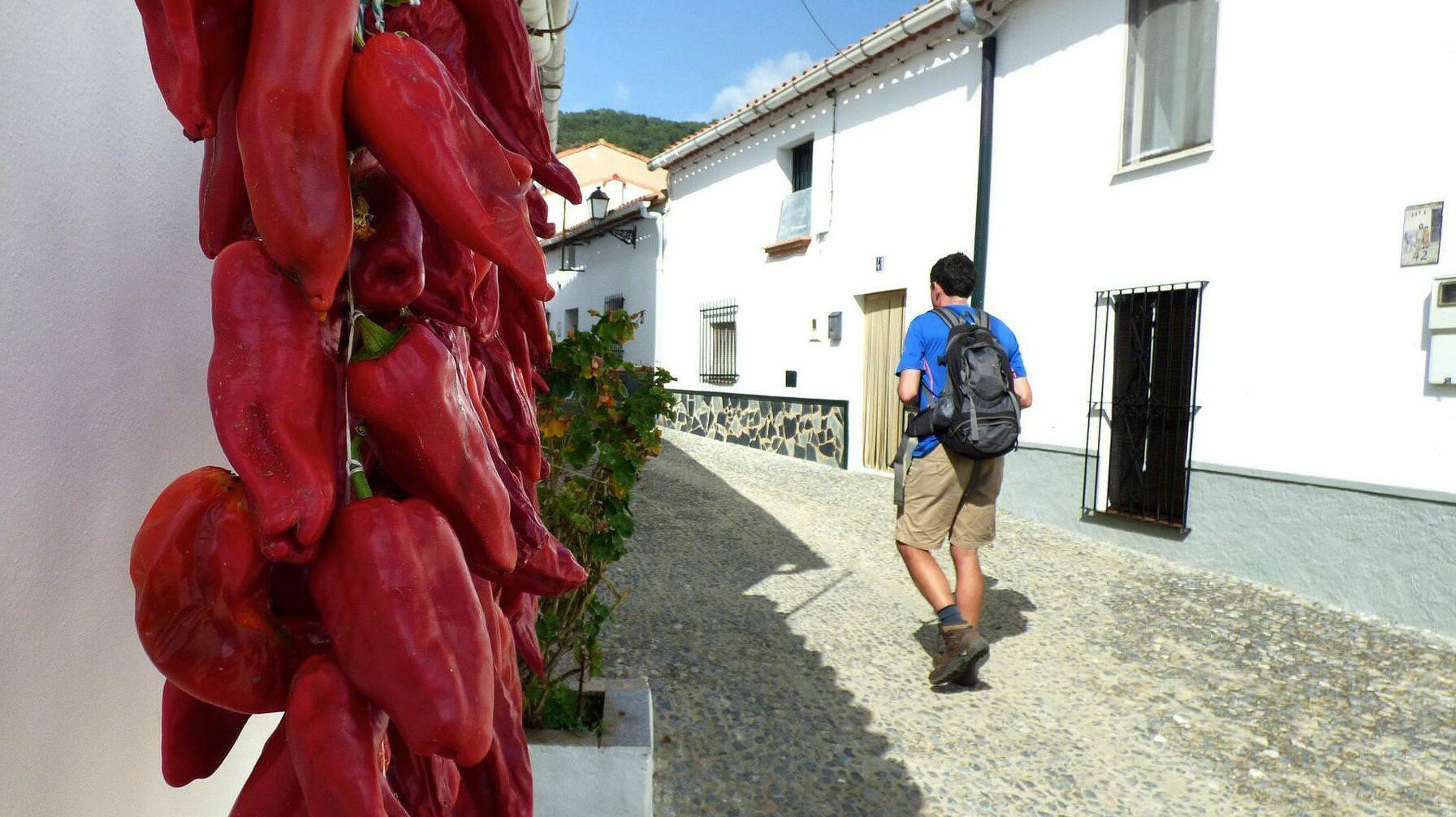 Passing peppers in the hills of Aracena