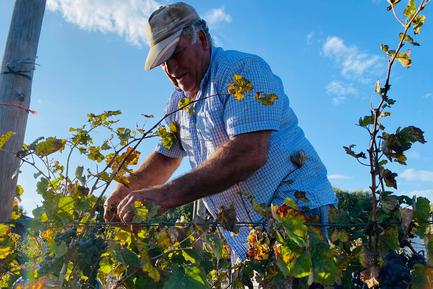 worker in vineyard near cadiz