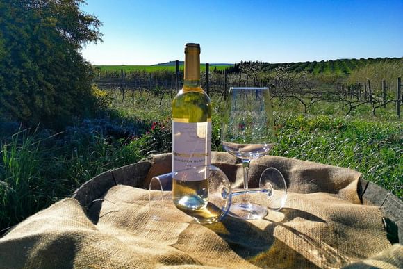 glass of wine in vineyard near cadiz