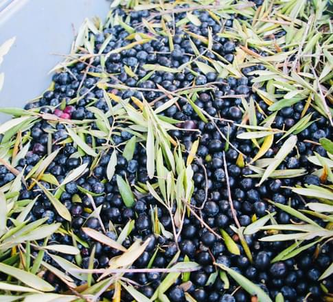 olive harvest andalucia