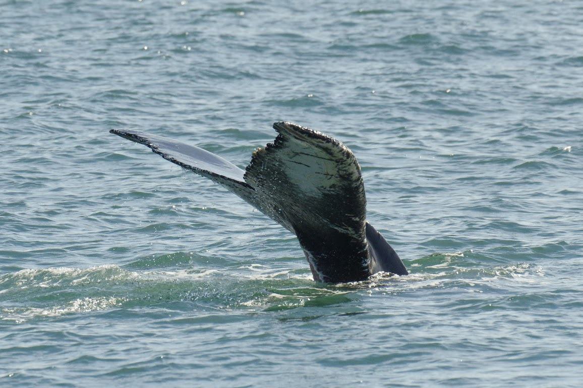 Spain andalucia whales watching c chris bladon