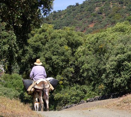 Spain andalucia aracena man donkey