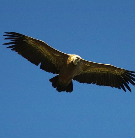 aragon pyrenees tella circuit vulture