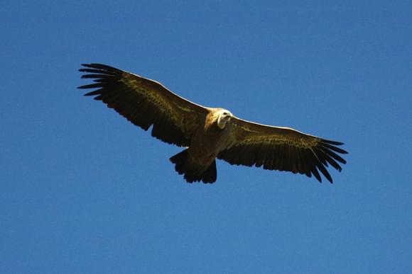 aragon pyrenees tella circuit vulture