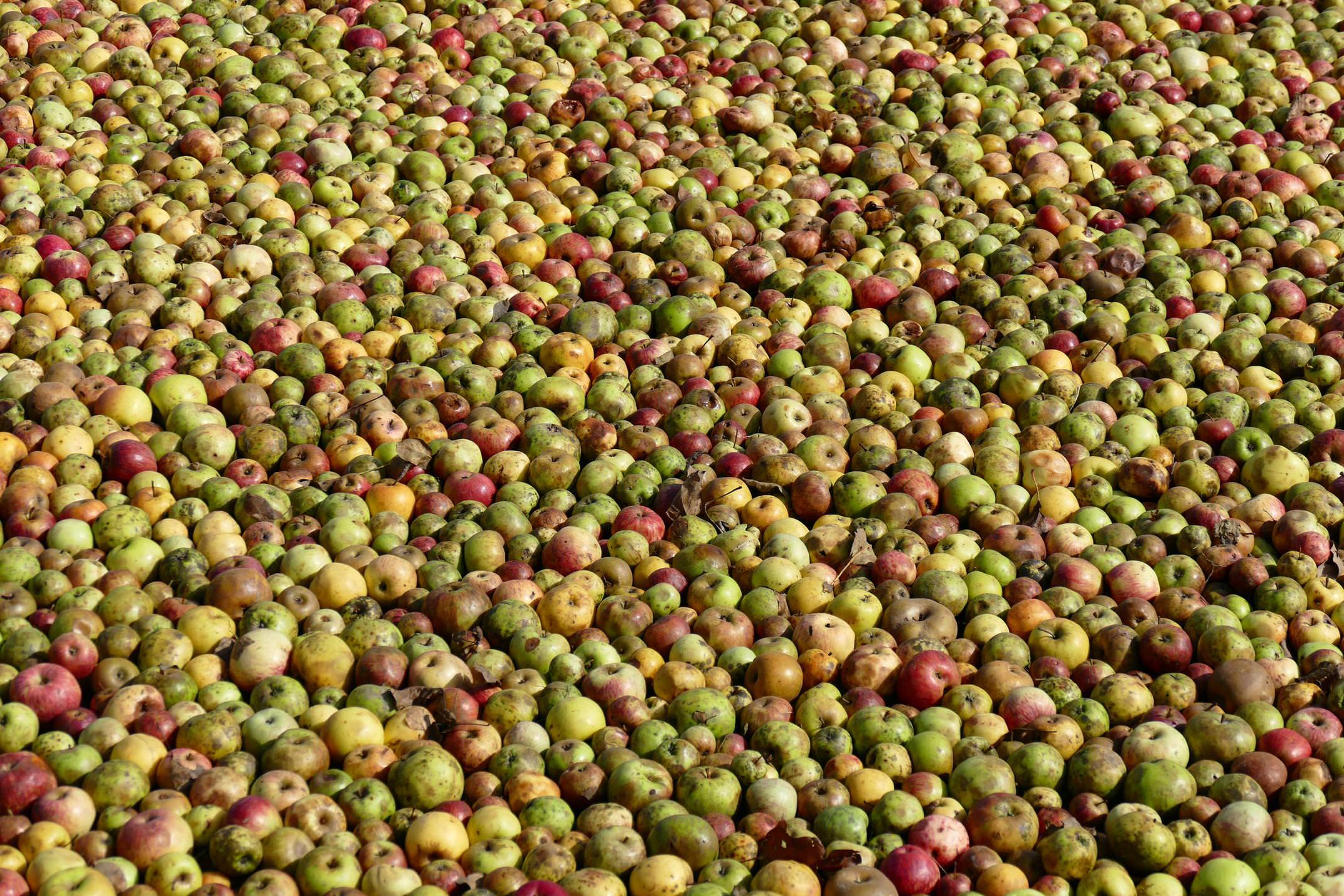 Spain basque country apples for cider