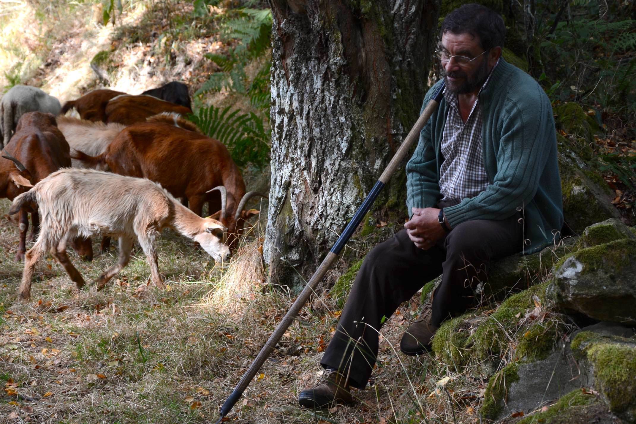 Spain camino de santiago shepherd tending flock in galicia