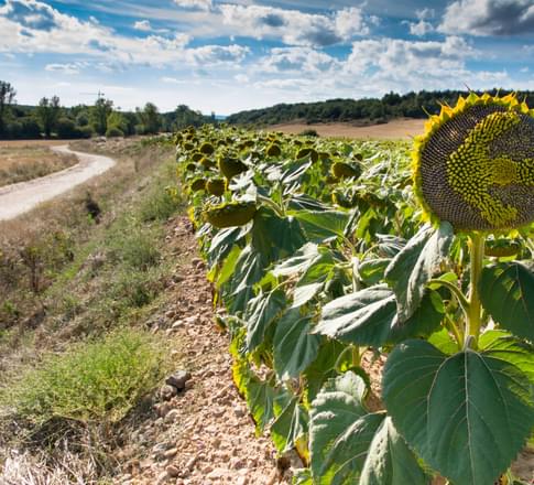 Spain camino de santiago sunflower walker