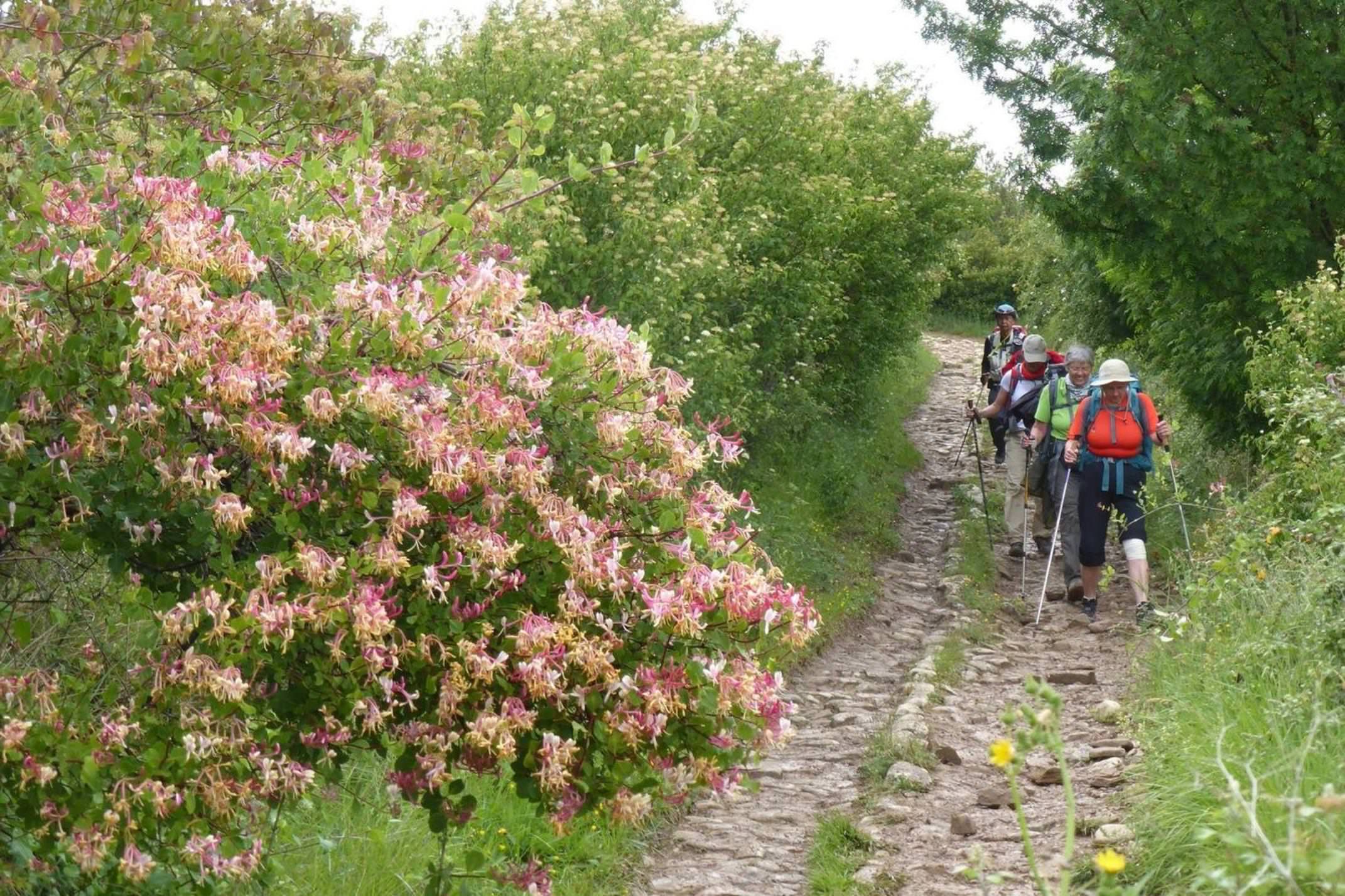 Spain camino ladies walking pink wild flowers and greenery