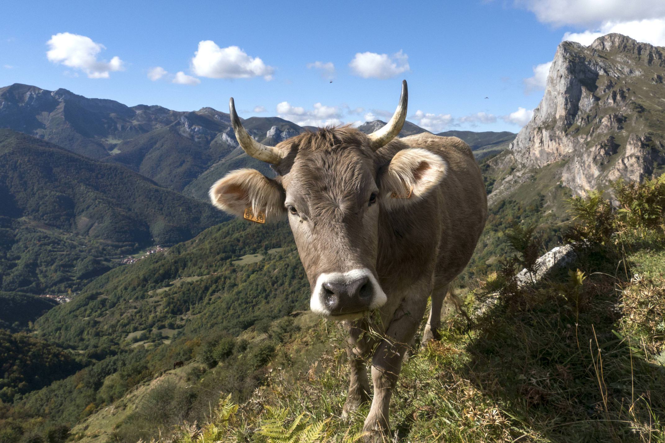 Spain cantabria picos de europa inn to inn day 3 top valdecoro cow