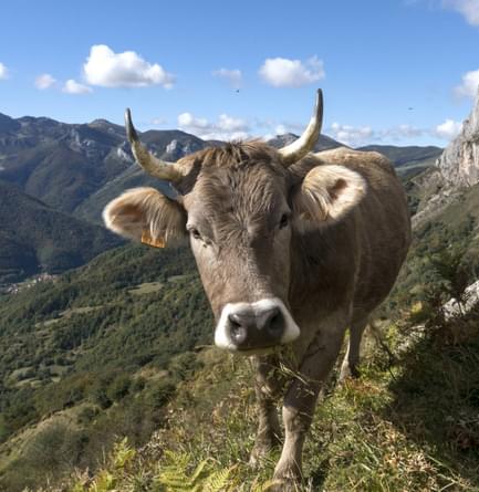 Spain cantabria picos de europa inn to inn day 3 top valdecoro cow