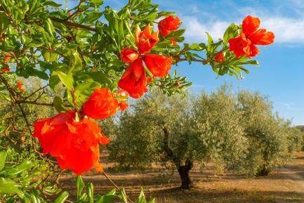 red flowers olive grove andalucia