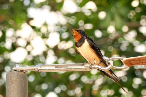 swallow on cable andalucia