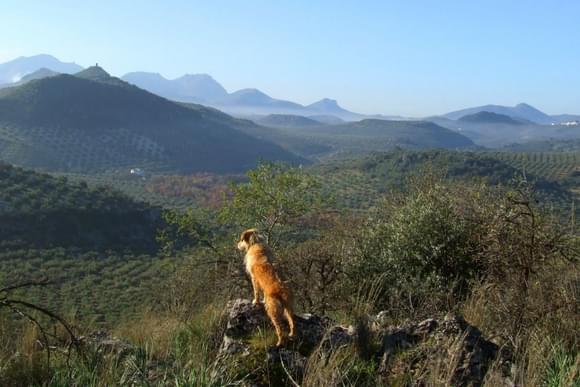 dog walking olive groves sierra subbeticas