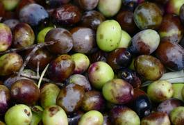 Spain catalonia freshly picked olives copyright Thomas Power Pura Aventura