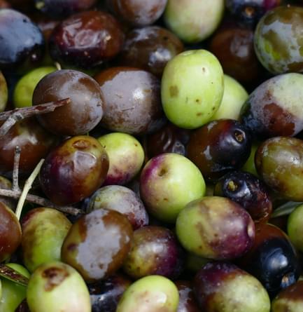 Spain catalonia freshly picked olives copyright Thomas Power Pura Aventura
