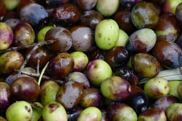 Spain catalonia freshly picked olives copyright Thomas Power Pura Aventura