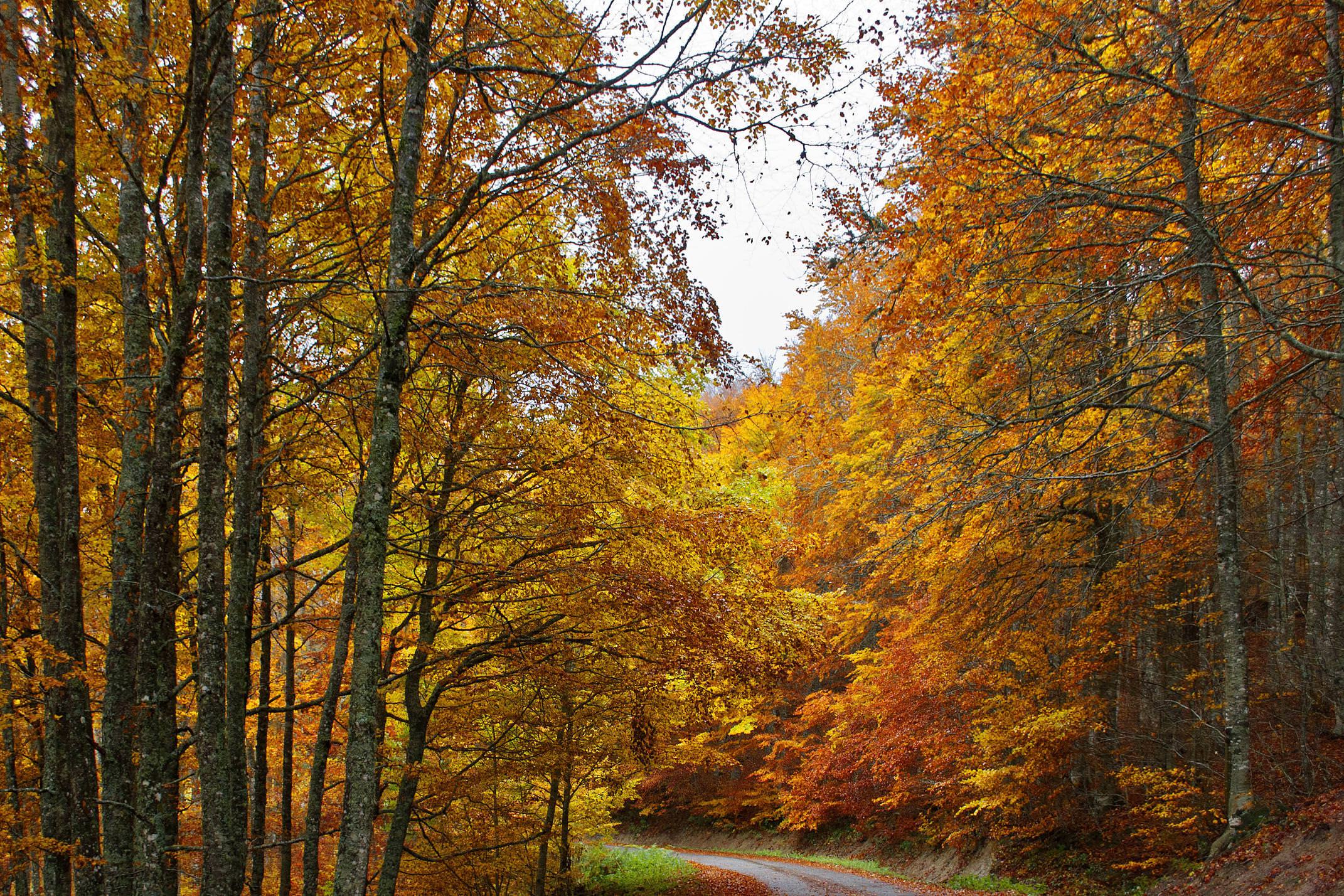 Spain catalonia garrotxa jorda beech forest 2 c shutter