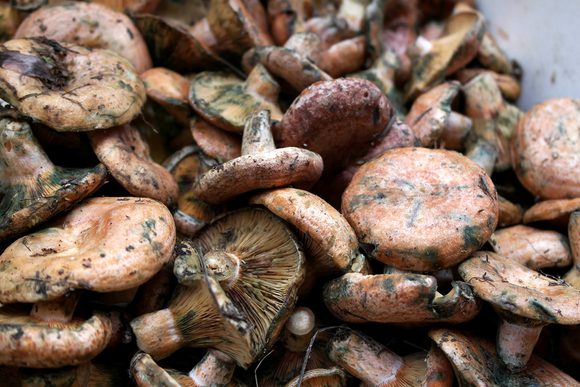 Spain catalonia garrotxa mushrooms robellons