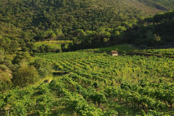winery hills near girona
