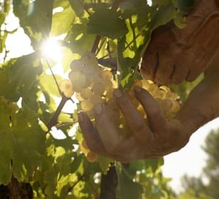 Spain catalonia penedes c vins el cep 1
