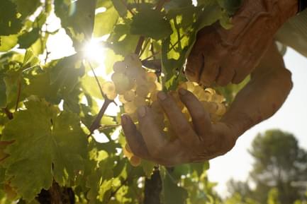 catalonia priorat vineyard