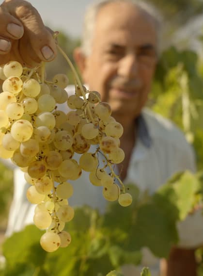 Spain catalonia penedes c vins el cep 2