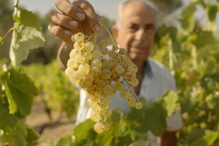 wine grapes harvest time penedes