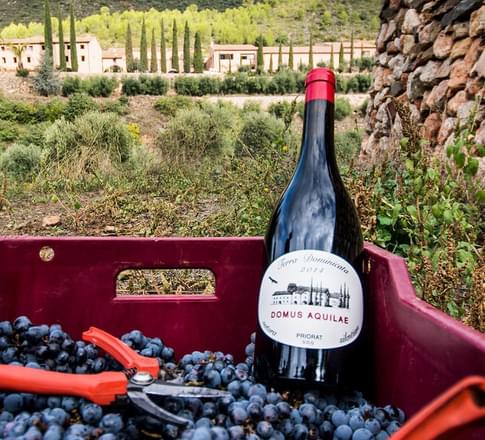 red wine catalonia vineyard grapes