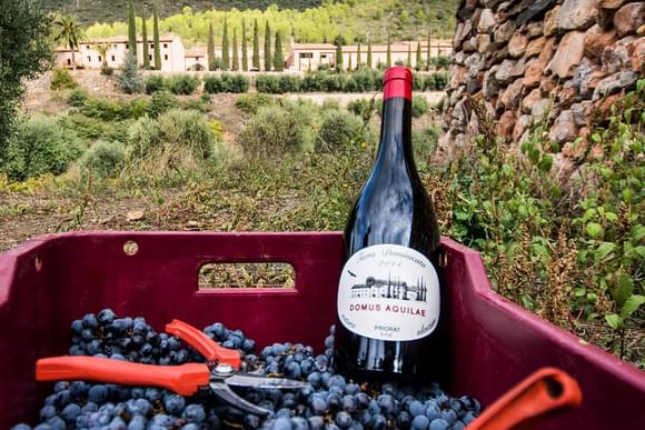 red wine catalonia vineyard grapes