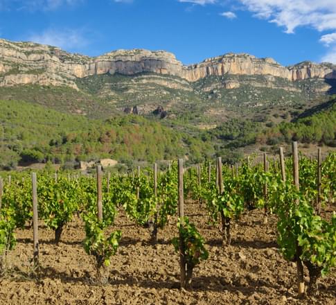 catalonia priorat vineyard