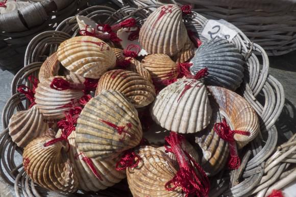 Spain galicia camino shells