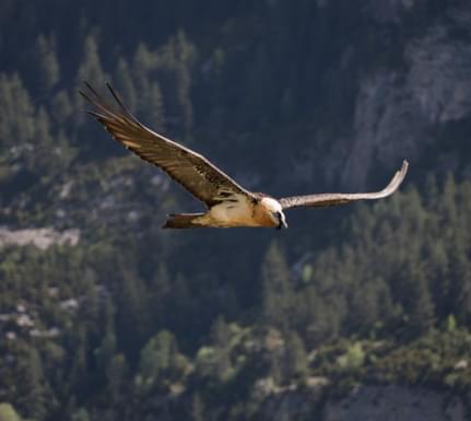 Spain huesca ordesa bearded vulture 2 pura aventura