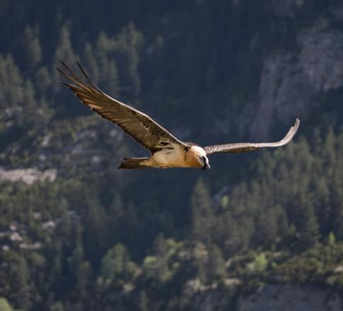 bearded vulture pyrenees