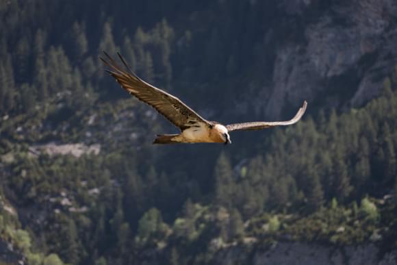 bearded vulture pyrenees