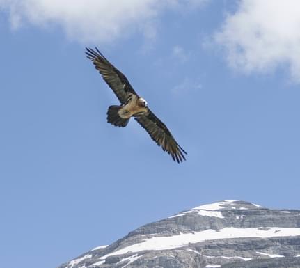 Spain huesca ordesa bearded vulture pura aventura