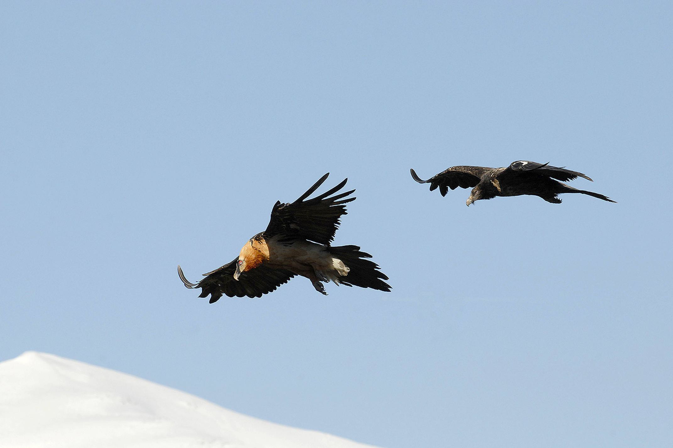 Spain huesca pyrenees beardedvulture c jpfuentesserrano