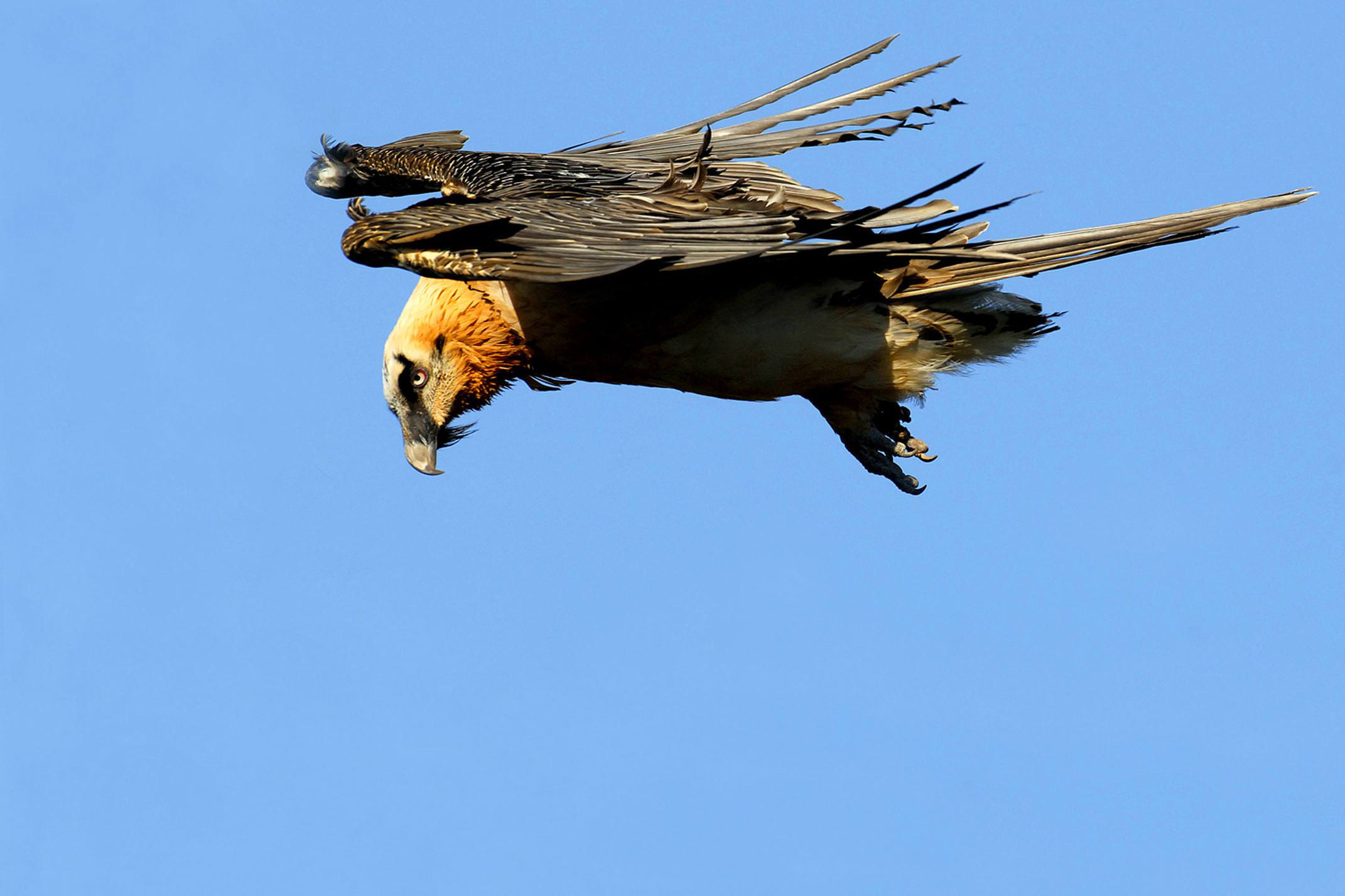 Spain huesca pyrenees ordesa birdwatching beardedvulture c jpablo25