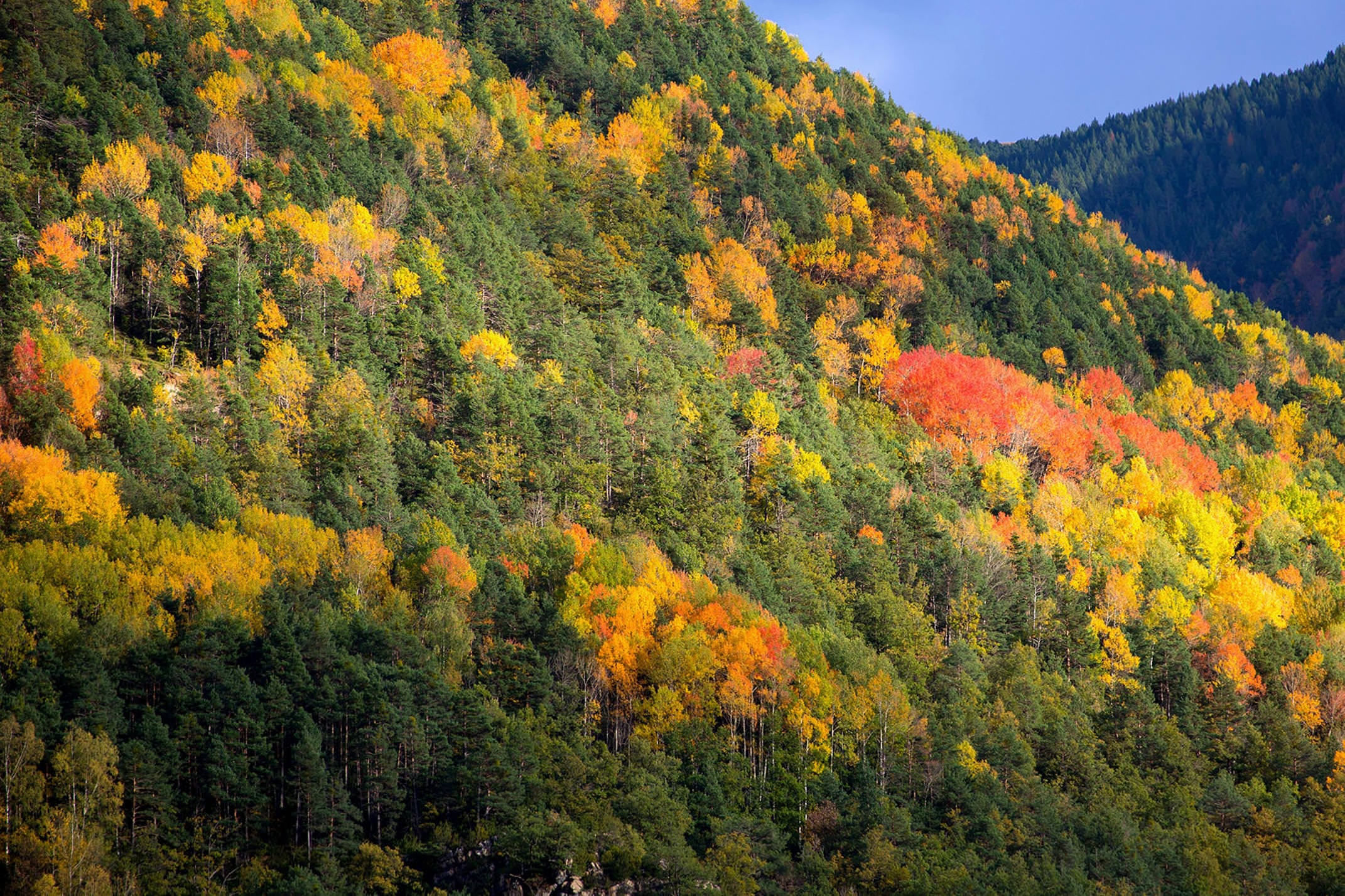 Spain huesca pyrenees ordesa forest autumn c lunamarina