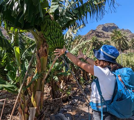 Spain la gomera bananas valle gran rey chris bladon pura aventura