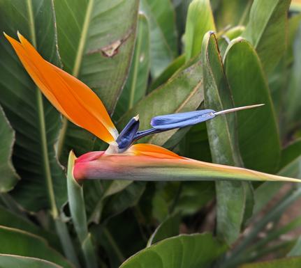 Spain la gomera bird of paradis flower chris bladon pura aventura