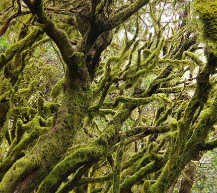Spain la gomera garajonay chris bladon pura aventura 7