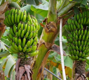 banana groves la gomera