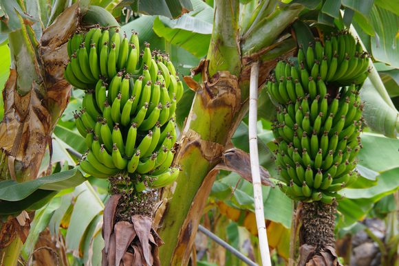 banana groves la gomera