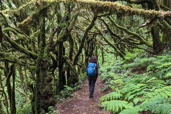 walking garajonay national park la gomera
